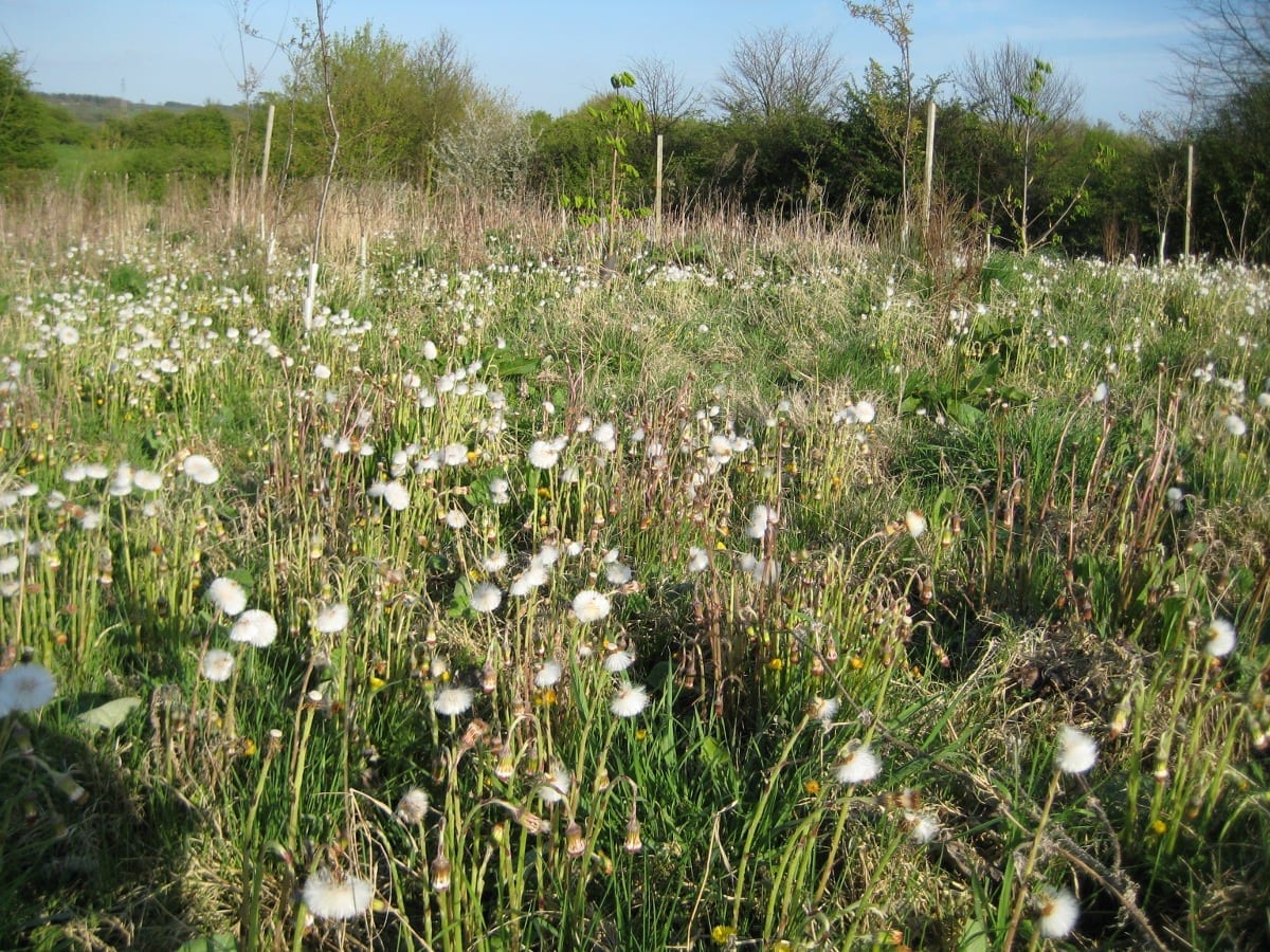 Why I Prefer Fresh Plant Tinctures – Four Reasons by The Late Christopher Hedley