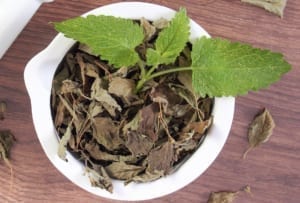 Melissa officinalis