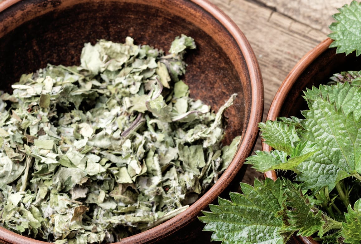 Stinging Nettle