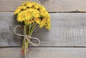 Taraxacum officinale