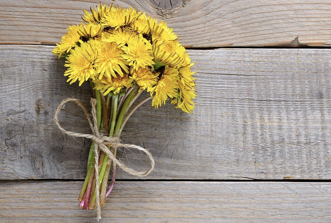 dandelion
