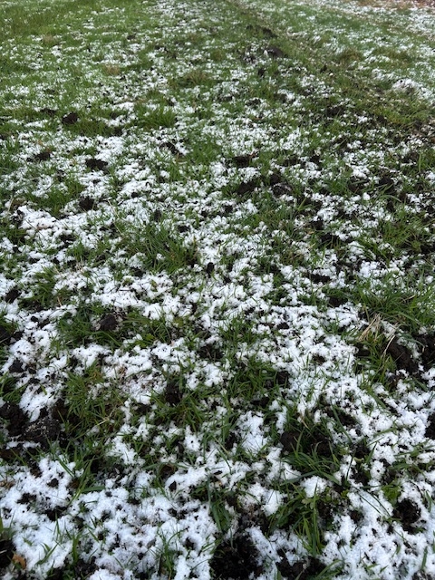 January is a busy month on a Biodynamic Herb Farm plus ARNICA MONTANA is now back in stock
