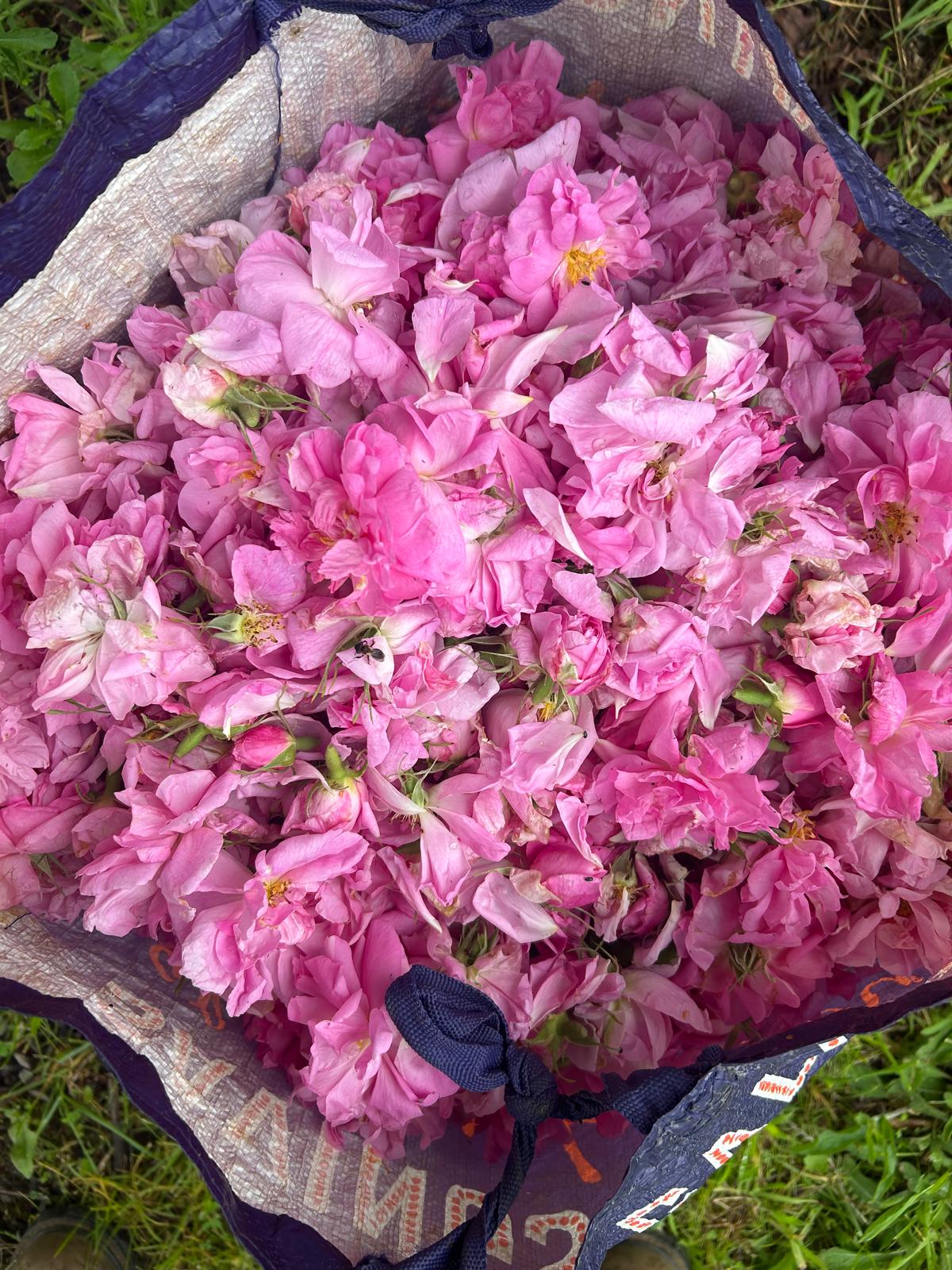 Rose harvest